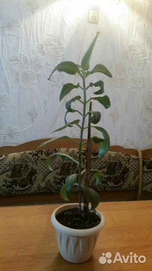 Алоэ вера(домашний доктор)