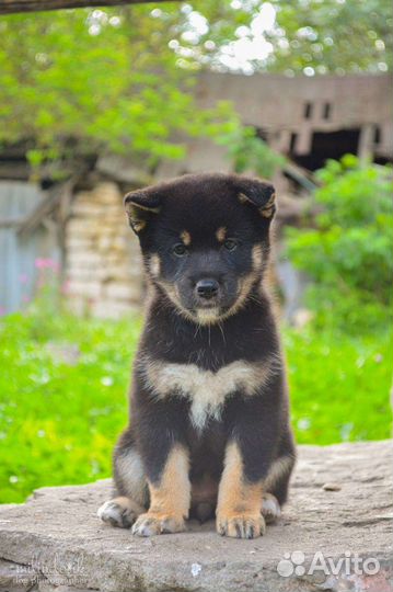 Собаки Сиба ину щенки