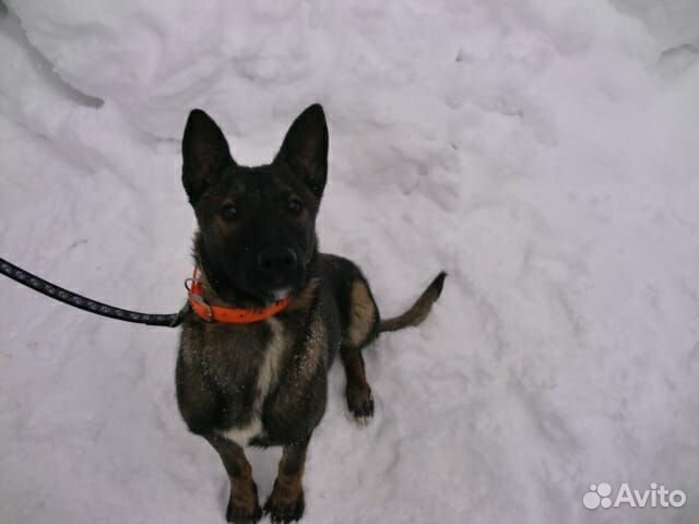 Метис малинуа, девочка