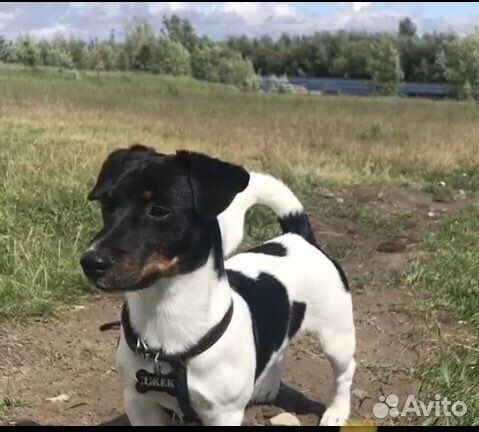 Джек Рассел терьер вязка