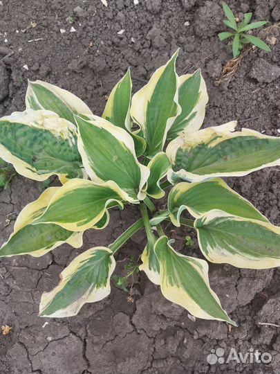 Хоста растение