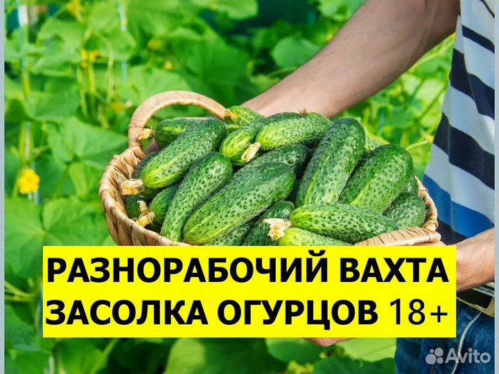 Разнорабочий вахта / Фасовка огурцов