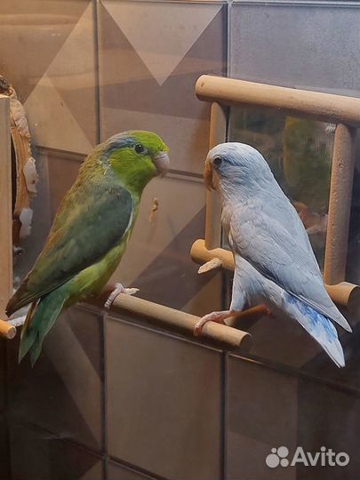 Воробьиные попугаи пара