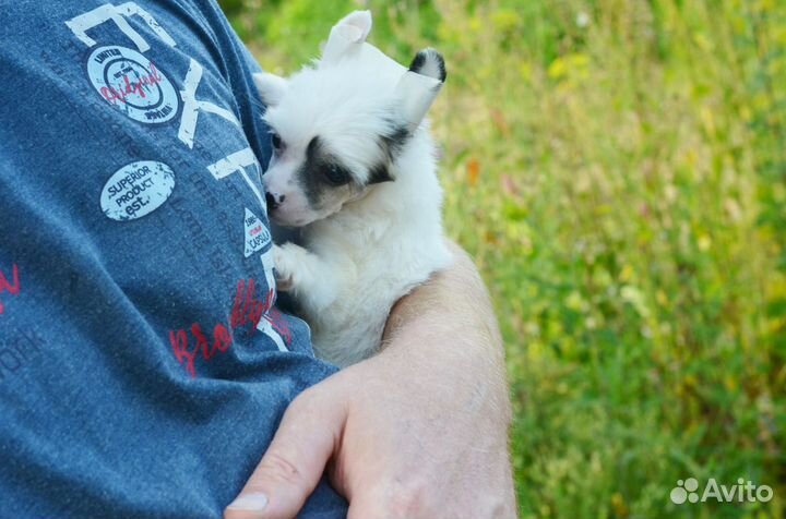 Пуховая девочка-белочка