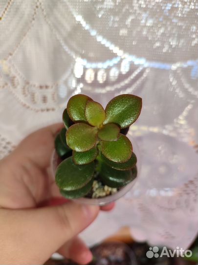 Крассула Hume Oygon Kagetsu