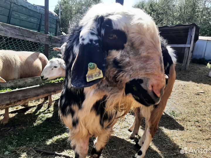 Нубийский альпийский козел, случка