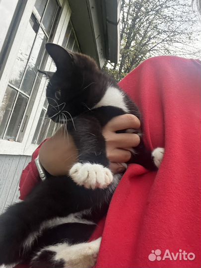 Котята в добрые руки бесплатно