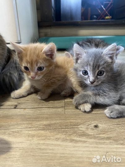 Отдам котеек