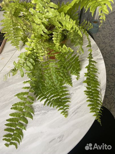 Папоротники