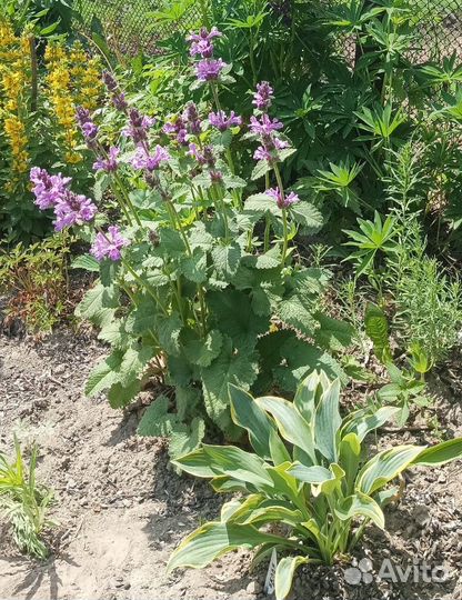 Буквица многолетник - саженцы (обменяю)