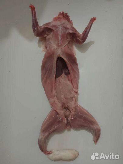 Мясо кролика