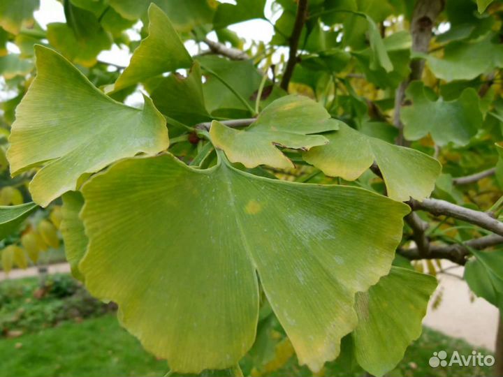 Саженцы Гинкго Билоба (Ginkgo biloba)