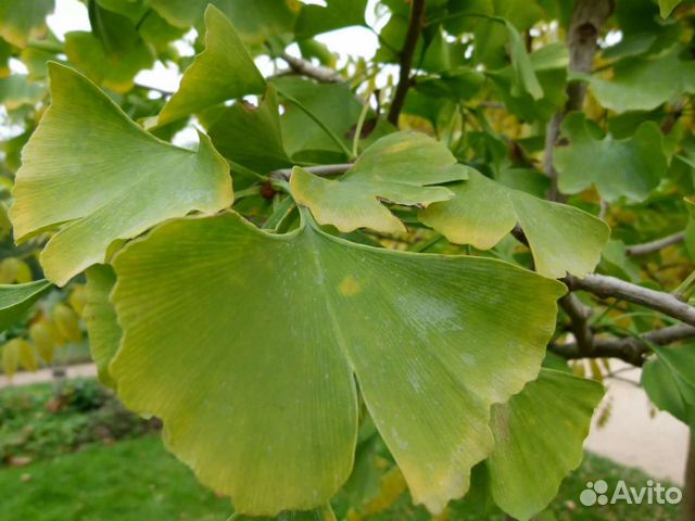 Саженцы Гинкго Билоба (Ginkgo biloba)