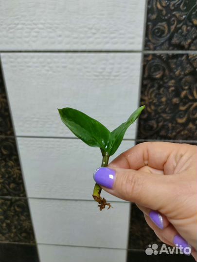 Замиокулькас Зензи и чёрный