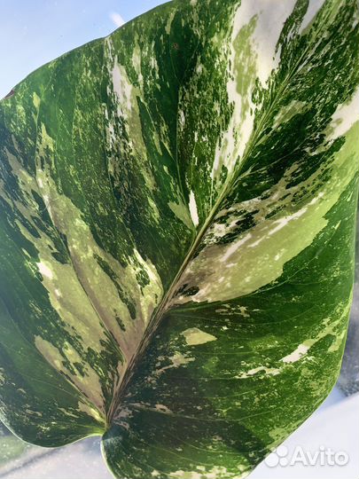 Монстера альба вариегатная в горшке
