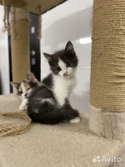 Мальчик ищет дом