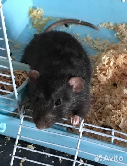 Крыса дамбо