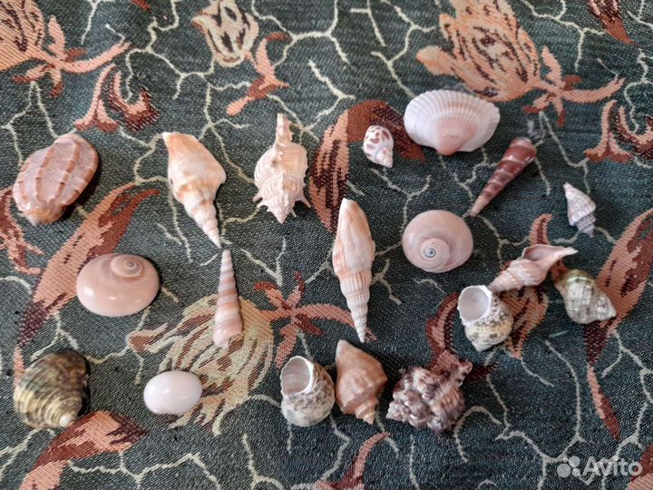 Морские ракушки раковины
