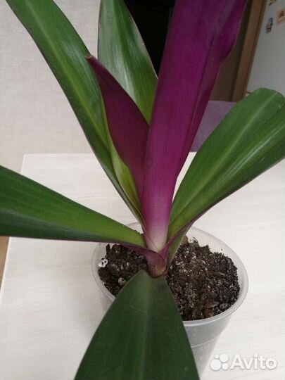 Рео (Ладья Моисея)