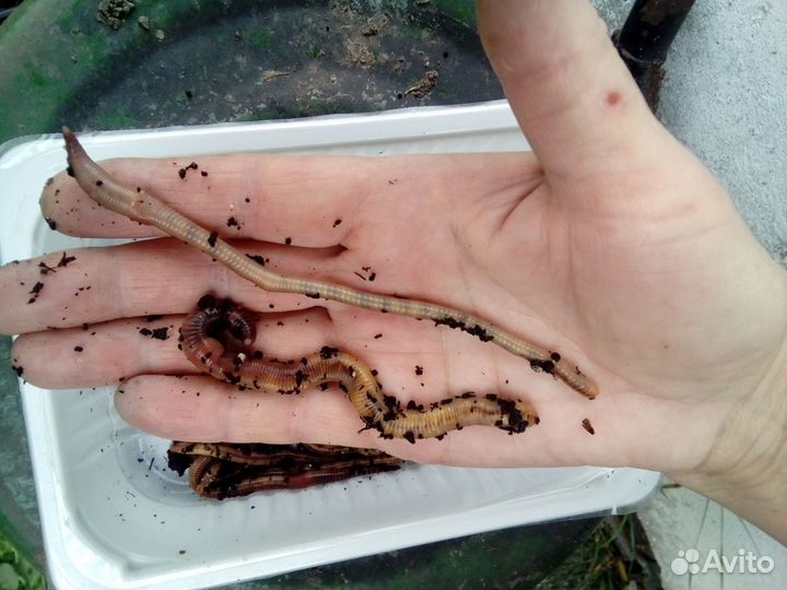 Черви крупные Дендробена