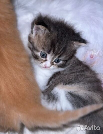 Котята мышеловы