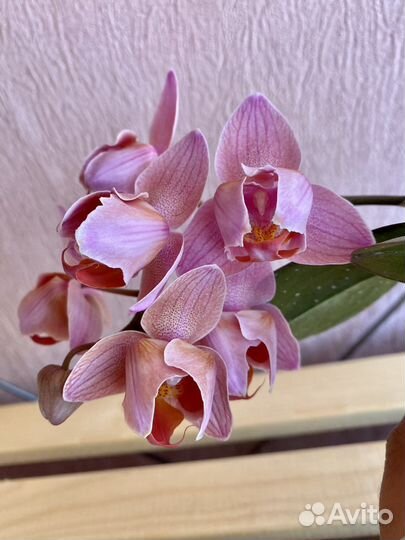 Орхидеи бабочки