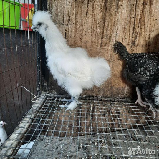 Цыплята Китайской Шелковой