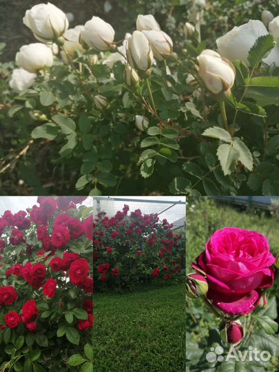 Роза плетистая