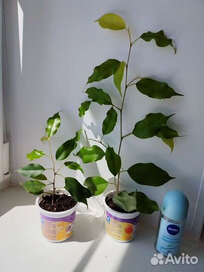 Фикус кротон спатифиллум замиакулькас