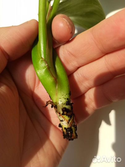 Филодендрон Биркин/вайт вейв