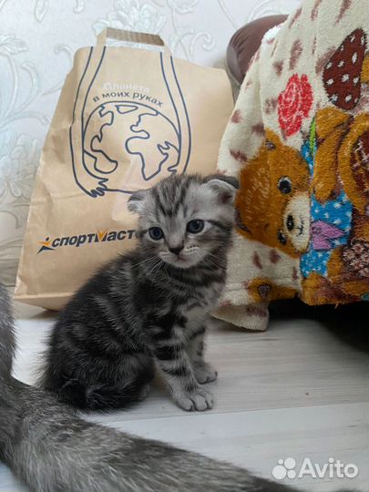 Вислоухий Британский котенок