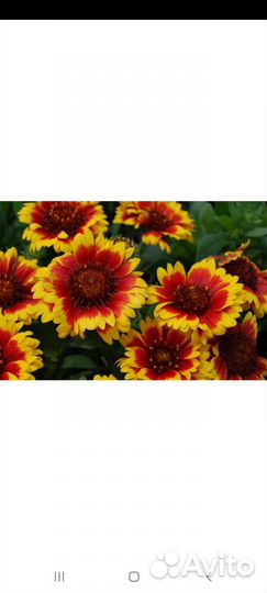 Цветы многолетние