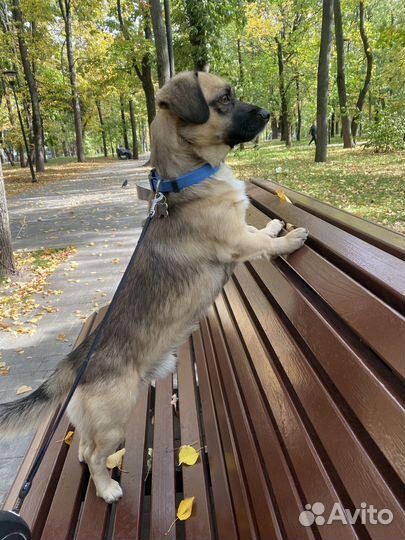 Собака на вязку