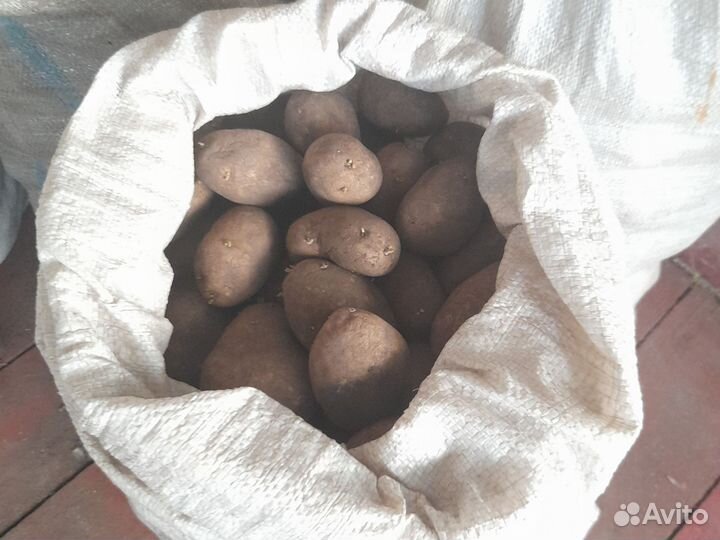 Картошка домашняя