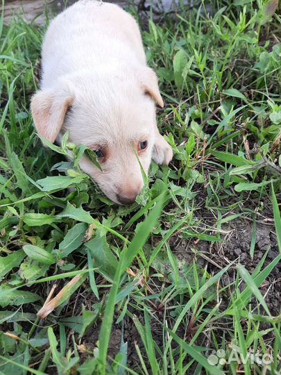 Щенки в добрые руки