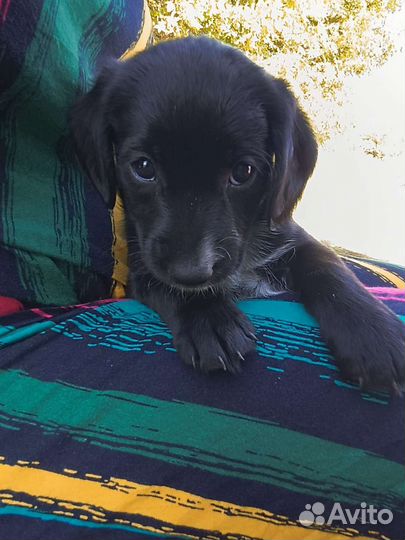 Щенки метисы русского спаниеля