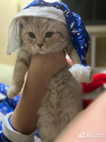 Британская