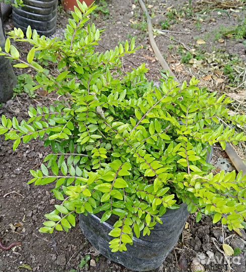 Самшиты, жимолость