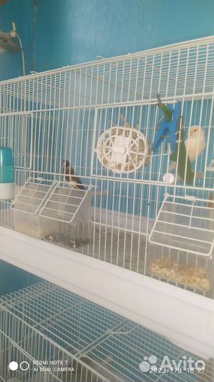 Певчие птицы