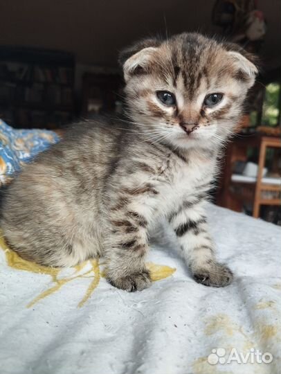 Шотландская вислоухая кошка бесплатно
