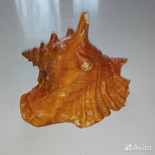 Ракушка морская большая