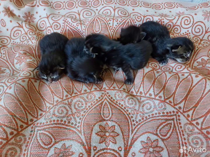 Котята
