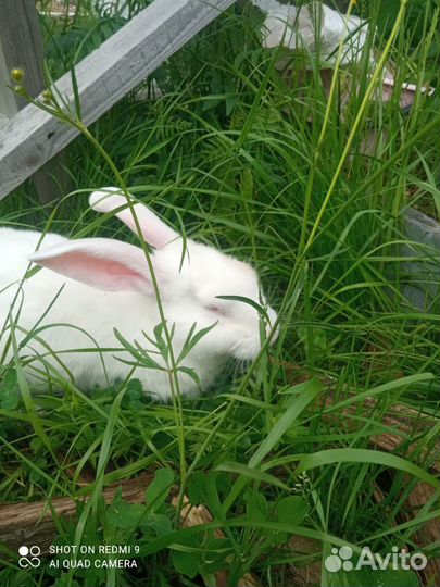 Продаём крольчат