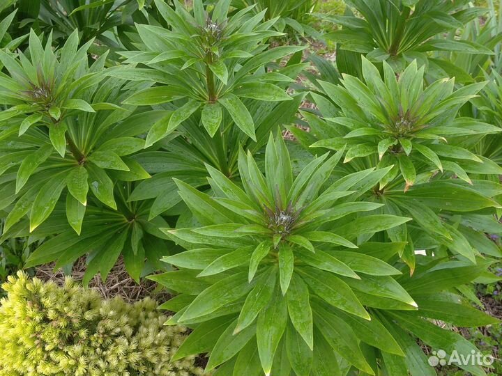 Лилия мартагон