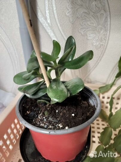 Цветы толстяка (денежное дерево), декабрист