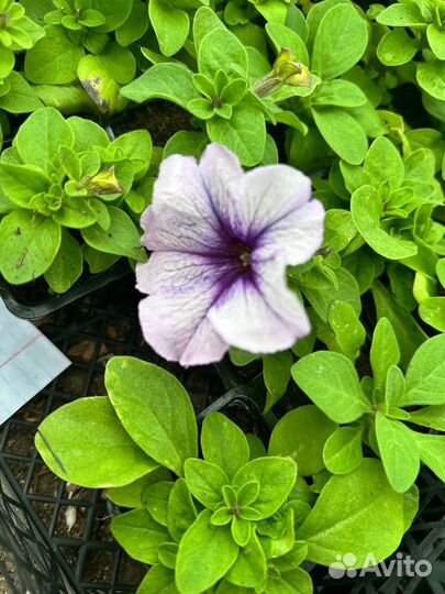 Однолетние цветы