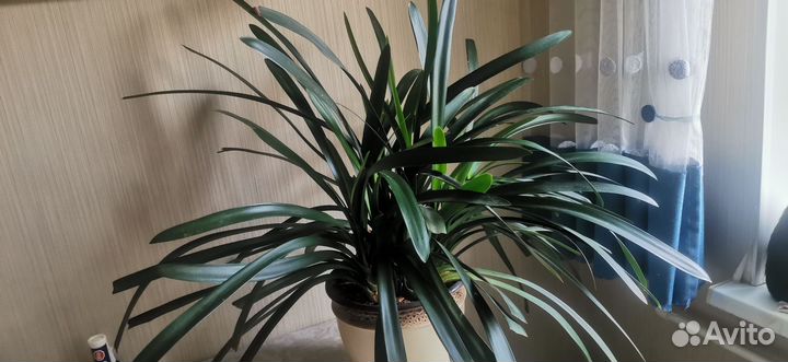 Кливия желтая