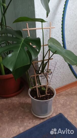 Монстера и пальма