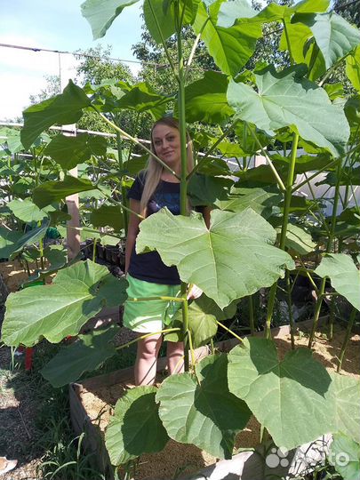 Павловния Shan Tong, зкс, можно высаживать и летом