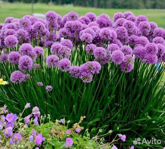 Растения для сада, клумб и горок